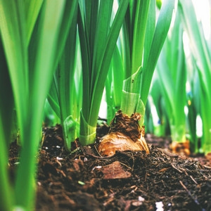 Show products in category Garden, Pet & Farm Picture for category Garden, Pet & Farm