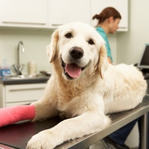 Picture for category Veterinary